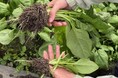 鉄触媒を活用した農業活性化プロジェクトで成果