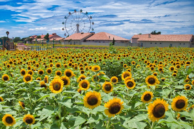 ソレイユの丘 ソレイユの丘