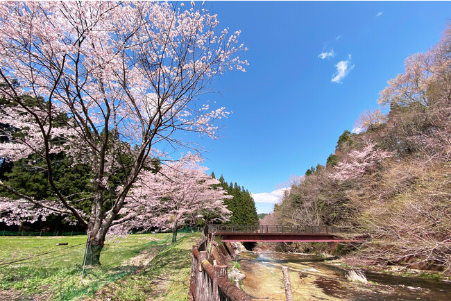 不動滝｜オープン以前の桜写真～ブリリアントヴィレッジ日光