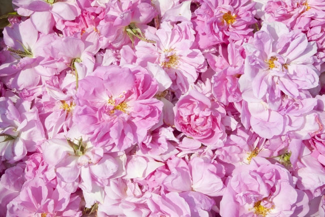 ローズの香りで美しくなれる オーガニックダマスクローズの贅沢な香りの新スキンケア製品が4月11日新発売 株式会社ニールズヤード レメディーズのプレスリリース