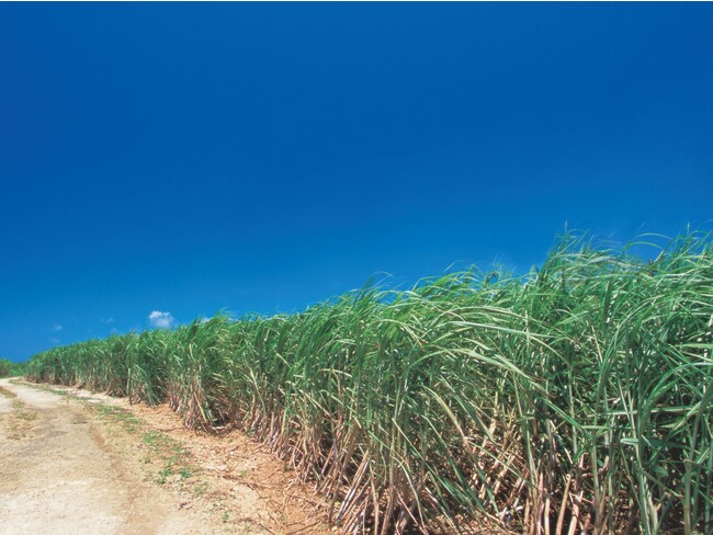 沖縄のサトウキビ畑