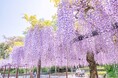 「INFIORATA(インフィオラータ) 花でつながる華の祭典」を開催