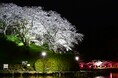 蓮華寺池公園の桜のライトアップを始めます！
