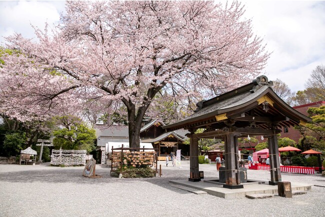 昨年の桜の様子 昨年の桜の様子