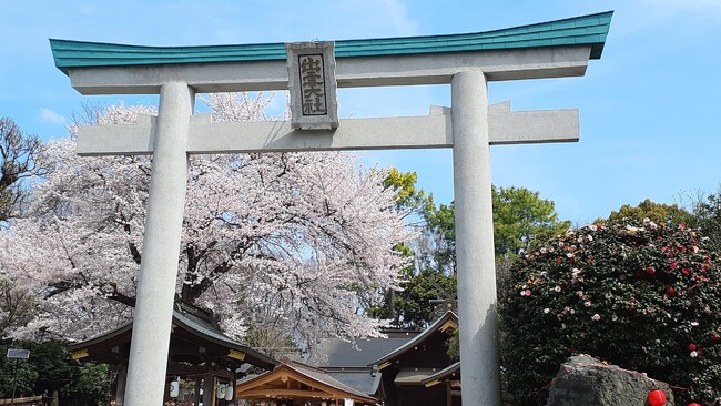 約6.2km 700本、神奈川県一の桜並木「はだの桜みち」と境内の巨大な名物ソメイヨシノ「良縁桜」が愛称決定後、初の満開の桜でおもてなし！出雲大社相模分祠「南はだの村 桜まつり」3/23(土)より開催