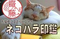 猫が名前の邪魔をするハンコ「ネコハラ印鑑」は、邪魔をされても猫には抵抗できない猫好きさんの心理から生まれたハンコです