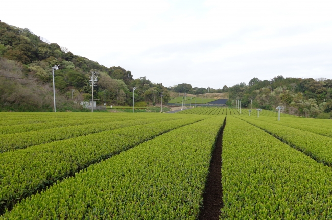 牧ノ原台地に広がる茶畑 （「静岡茶」の原料、「日本の烏龍茶」「日本のお茶」の原料の一部となる茶畑）