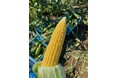 農業法人「LIST FARM」朝採れスイートコーンを販売開始