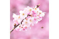早咲きの桜「春めき」が南足柄市で開花!!　2026年の見頃は3月14日㈯、15日㈰ごろか