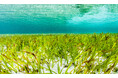 【新研究発表】気候変動対策の鍵は「海草藻場」—炭素吸収と経済的損失の抑制に貢献