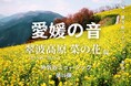 愛媛の音 第16弾「四国中央市〜翠波高原 菜の花〜」!伊予の湯治場喜助の湯 サウナ外気浴BGM【愛媛県・松山市】