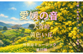 愛媛の春を告げる“黄色の丘”の音を収録「愛媛の音」第22弾　犬寄峠・黄色い丘ミモザと菜の花が咲く春の自然音を3月16日リリース【愛媛・松山市】