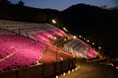 【速報】ヤマサ蒲鉾株式会社で「夜芝桜鑑賞会」が今年も開催!