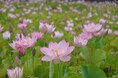 ヤマサ蒲鉾の美しい蓮畑を無料公開! 「夢前蓮の花苑」が今年も開催:フォトコンテストも同時開催!