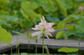 夢前 蓮の花苑 吉兆の花 双頭蓮 花開く