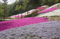 春の息吹に包まれる魅惑の景色！『芝桜の小道』が今年も開園！