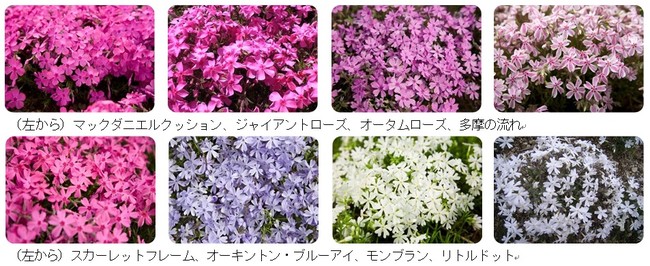 ２０２１富士芝桜まつり ４月１７日 土 開幕 富士急行のプレスリリース