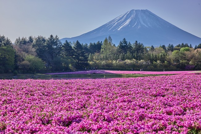 残雪の富士山と芝桜の共演 22 富士芝桜まつり 開催中 富士急行のプレスリリース