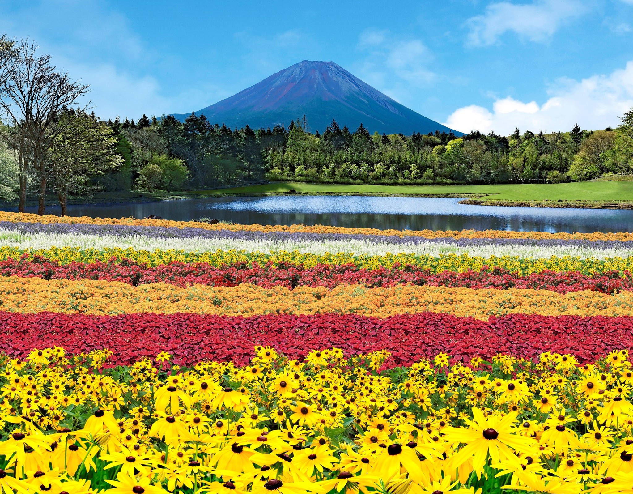 富士山とカラフルな花々の共演が楽しめる絶景花イベント 虹の花まつり 7月16日 土 より初開催 富士急行のプレスリリース