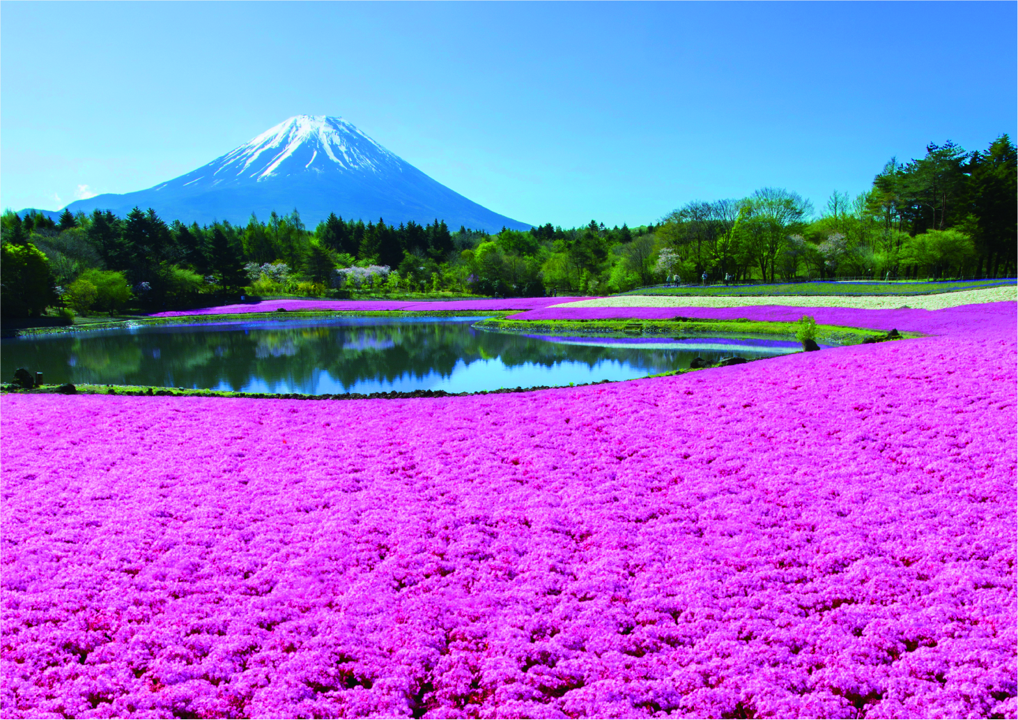 富士山麓の春の絶景・花のじゅうたん「2023富士芝桜まつり」 4月15日