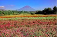 富士山麓、標高約1,000ｍの涼しい高原の花畑 富士本栖湖リゾート「虹の花まつり」 8月31日(土)スタート