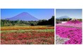 富士本栖湖リゾート「2025富士芝桜まつり」に向けて 「芝桜の株植え」体験イベント