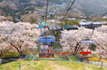関東有数 2,500本の桜が咲く絶景イベント「さがみ湖桜まつり」3/15(土)開幕。桜とイルミネーションの共演「夜桜イルミリオン」も同時開催