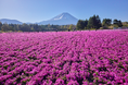 富士山と芝桜の絶景「富士芝桜まつり」芝桜のおすそわけ「株掘り体験」・ジニア(百日草)の花を咲かせる「種まきイベント」