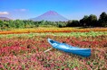 富士本栖湖リゾート「虹の花まつり2025」8/30(土)よりスタート