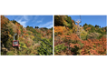 「身延山ロープウェイ 紅葉キャンペーン」2025年10月11日(土)~11月24日(月・祝)開催