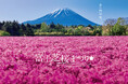 一面ピンクに染まる富士山麓の春の祭典「富士芝桜まつり」 4/11(土)開幕