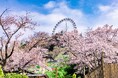 関東有数 2,500本の桜が咲き誇る「さがみ湖桜まつり」3/20(金・祝)～4/19(日)開催