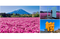 富士山麓をピンクに染める絶景花イベント「2026富士芝桜まつり」4/11(土)開幕
