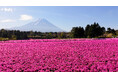 富士山と芝桜の絶景「富士芝桜まつり」芝桜のおすそわけ「株掘り体験」5/23(土)、24(日)の2日間開催