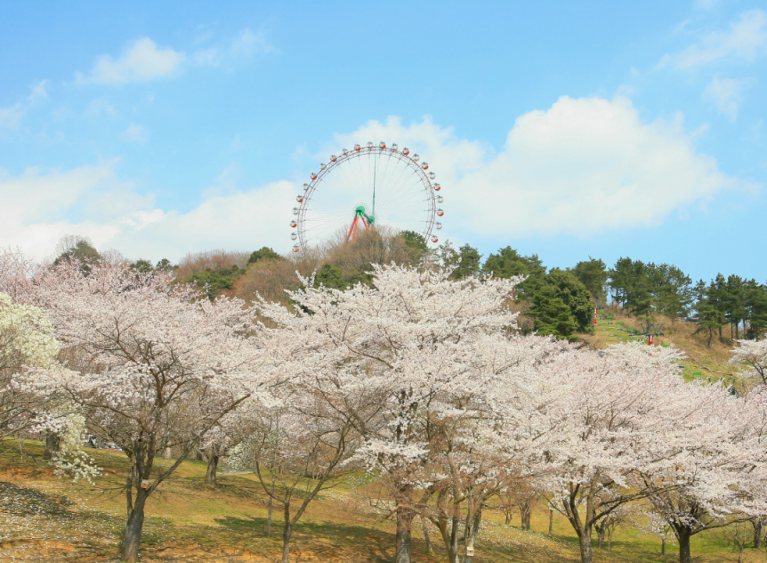 さがみ湖リゾートに新たに1000本の桜を植樹 富士急行のプレスリリース