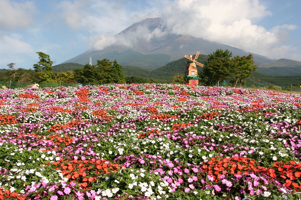 富士山の裾野 天空の花畑 9 6 土 開幕 富士急行のプレスリリース