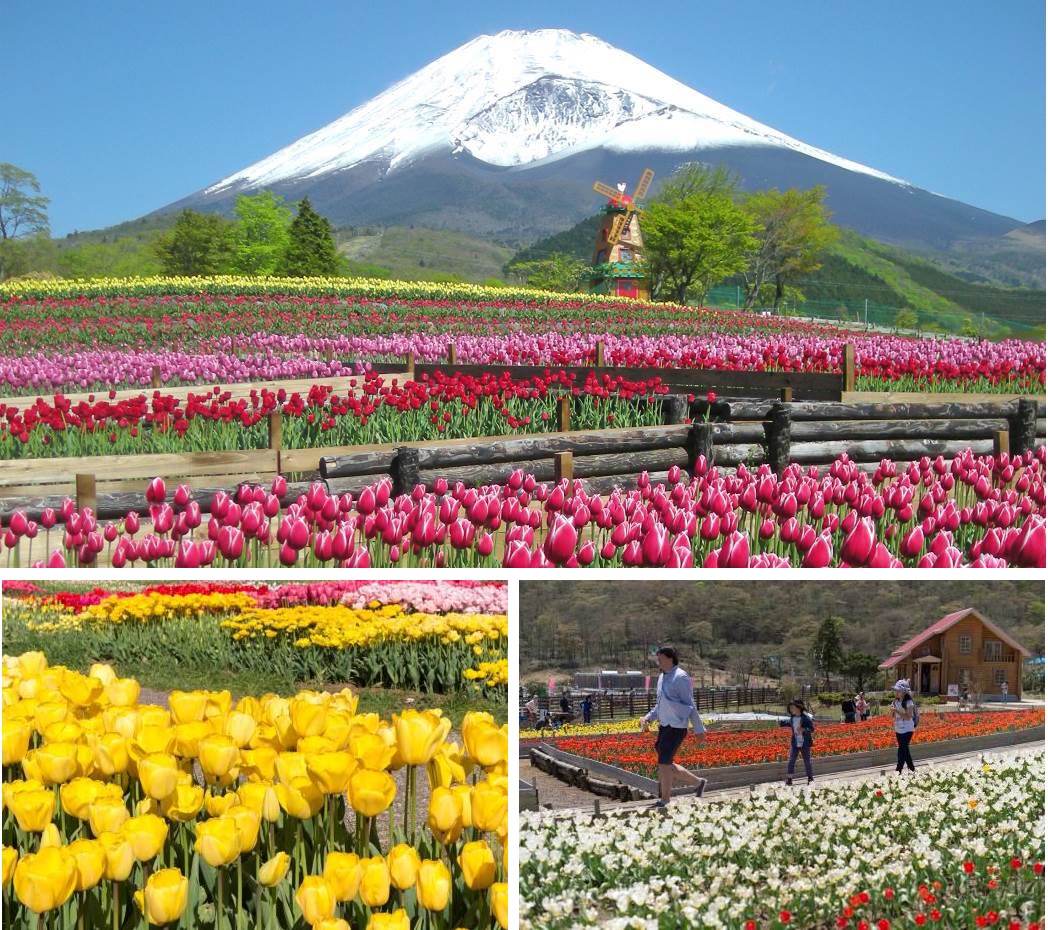 ゴールデンウィークが見頃です 富士山とチューリップの競演 4 16開幕 遊園地ぐりんぱ 富士の裾野 天空のチューリップ祭り 富士急行のプレスリリース
