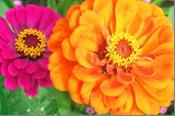 花めぐりの里イメージ（百日草）