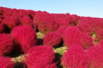 花めぐりの里イメージ（コキア）