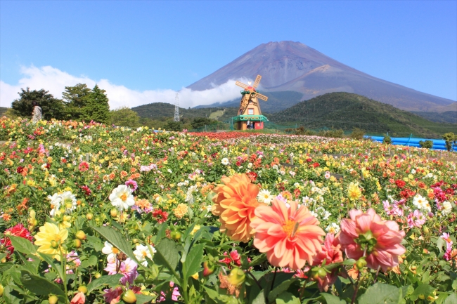 関東 東海エリア最大級 000株のダリア 富士山の裾野 天空のダリア祭り16 隣接の 富士花 めぐりの里 と花畑をセットで楽しもう 富士急行のプレスリリース