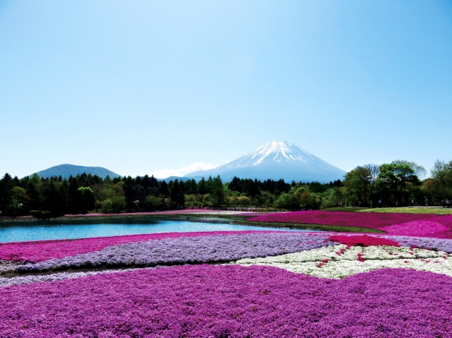 10年目を迎える 絶景の日本代表 17富士芝桜まつり 4 15開幕 富士急行のプレスリリース