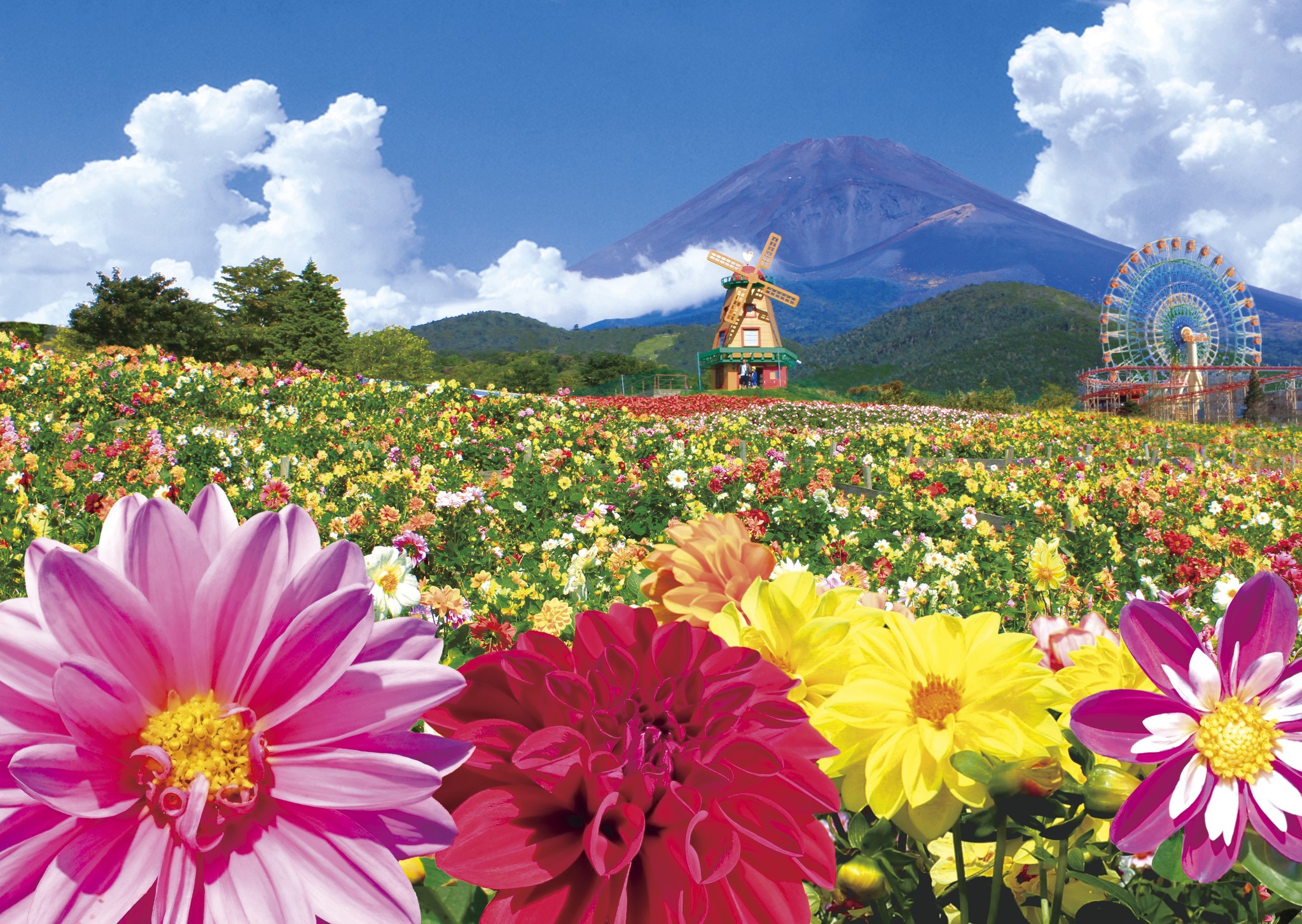 富士山と３０ ０００株のダリアの競演 18天空のダリア祭り 7 14 土 開幕 富士急行のプレスリリース