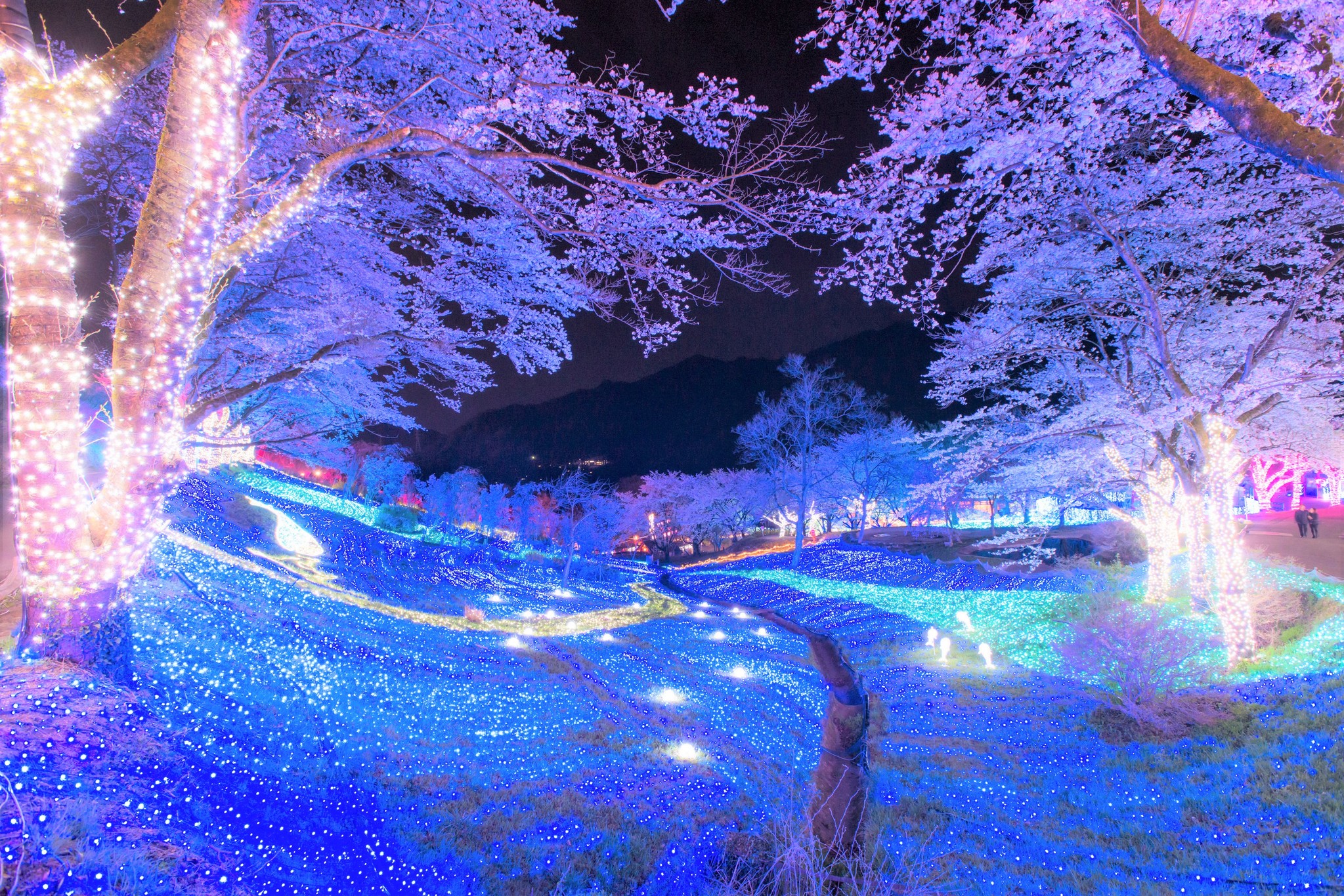 関東最大級 2 500本が昼夜咲き誇る 桜の名所 さがみ湖桜まつり 3月21日より開催 富士急行株式会社のプレスリリース