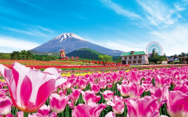雄大な富士の景色と万本のチューリップを楽しむ春の祭典 19天空のチューリップ祭り 4 土 開幕 富士急行のプレスリリース