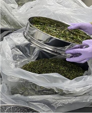 蚕フンの回収作業の様子 蚕フンの回収作業の様子