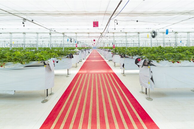 いちご狩りハウス いちご狩りハウス