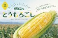 “朝採れ”の甘さをそのままお届け！ヤタロー地産地消工場店にて遠州森町 田中農園の“朝採れ”のとうもろこしを販売開始！