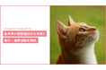 猫の痛みを 96% 以上の精度で検知する AI 「CatsMe」、「CatHealthcare Campaign」の第2弾として、保護猫団体への寄付・連携活動を開始