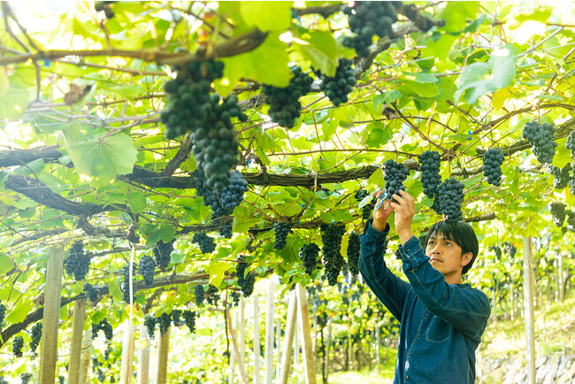 フジッコワイナリーの葡萄栽培