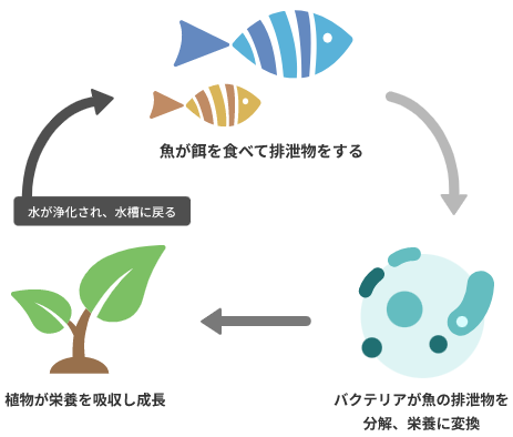 アクアポニックスのイメージ